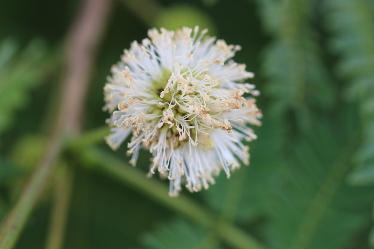 Leucaena leucocephala (Lam.) de Wit